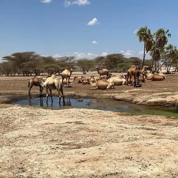 Chalbi Desert